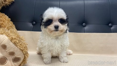 成約済の兵庫県のチワマル:チワワ×マルチーズ-336036の6枚目